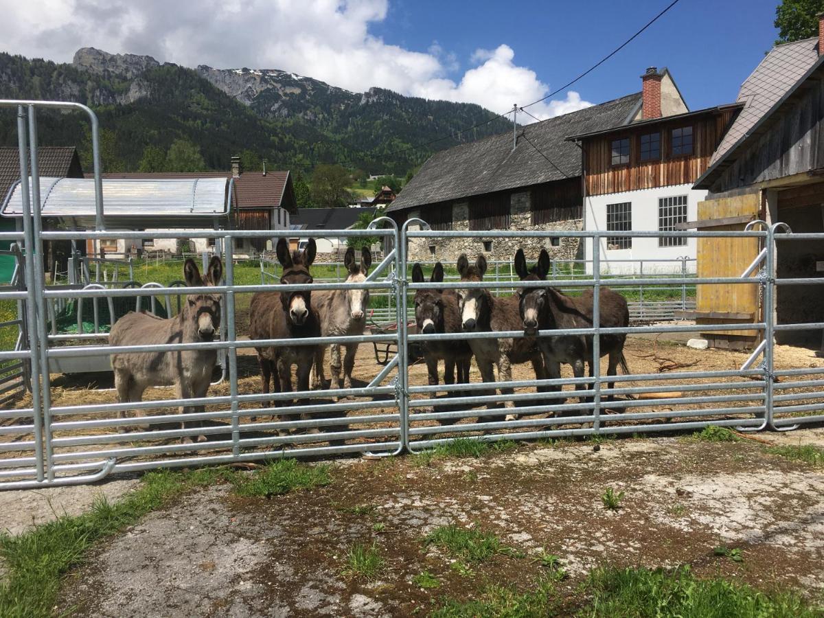 Bed and Breakfast Wengerwirt Zur Laube Weng im Gesause Zewnętrze zdjęcie